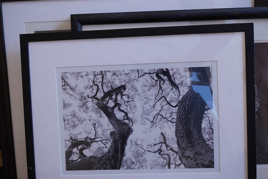 Six contemporary black and white photographic prints to include waves, horses, trees and a landscape with cattle, indistinctly signed, largest 38 x 58cm